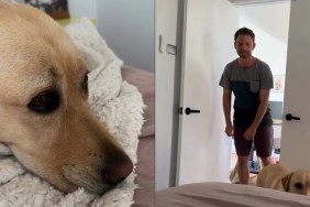 Sweet Video Shows Dog Patiently Waiting for Dad To Tuck Him in for a Nap