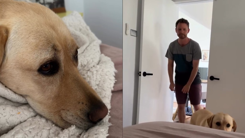 Sweet Video Shows Dog Patiently Waiting for Dad To Tuck Him in for a Nap