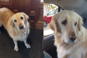 Video: Golden Retriever's 'Highlight of the Day' Will Make Your Day