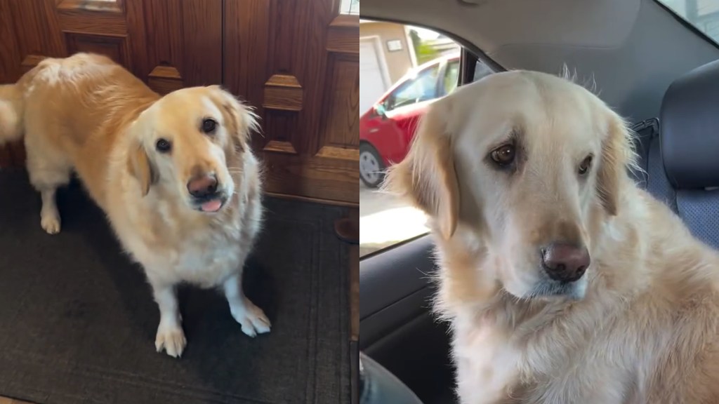 Video: Golden Retriever's 'Highlight of the Day' Will Make Your Day