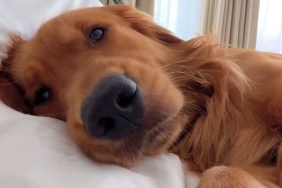 Golden Retriever Was Supposed to Be Crate-Trained, But Does This Now Instead