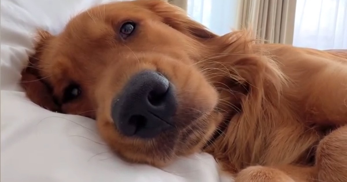Retriever dekbedovertrekken goedkoop? | Mooie collectie