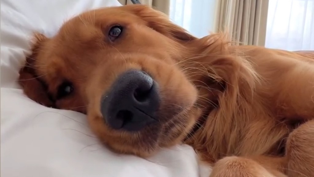 Golden Retriever Was Supposed to Be Crate-Trained, But Does This Now Instead