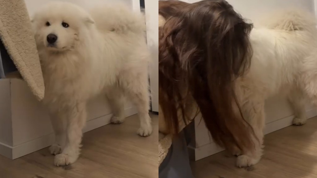 Video: Dog Wants Kiss Before Mom Leaves for Work
