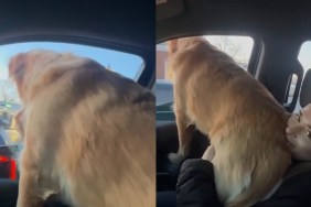Video: 80 Lb Golden Retriever Thinks He's Still a Lap Dog