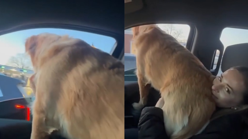 Video: 80 Lb Golden Retriever Thinks He's Still a Lap Dog