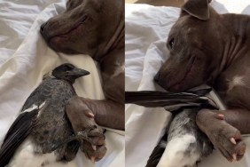 Dog & Magpie Hold Hands in Video & It's Not AI