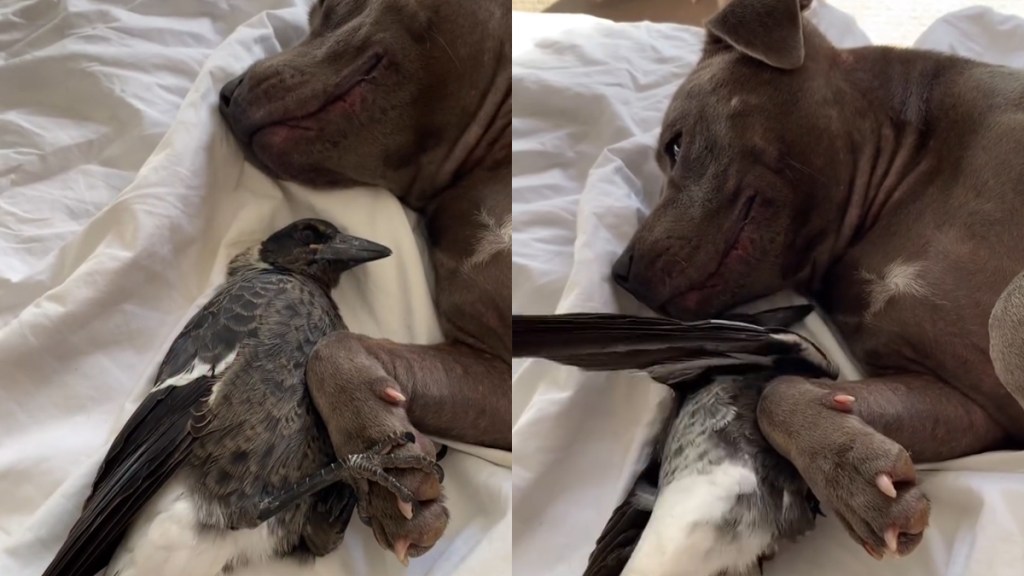 Dog & Magpie Hold Hands in Video & It's Not AI