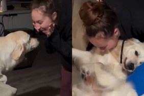 Golden Retriever Can’t Hide Joy as Mom Returns Home in Cute Video