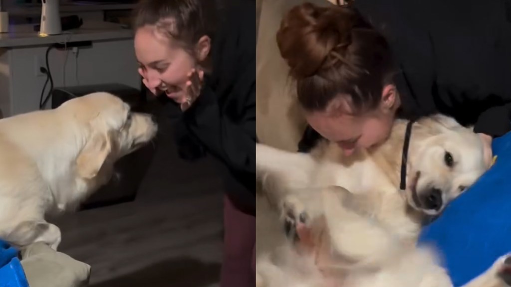 Golden Retriever Can’t Hide Joy as Mom Returns Home in Cute Video