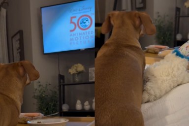 Video: Dog’s Movie Night Ritual in Bed Has the Perfect Ending