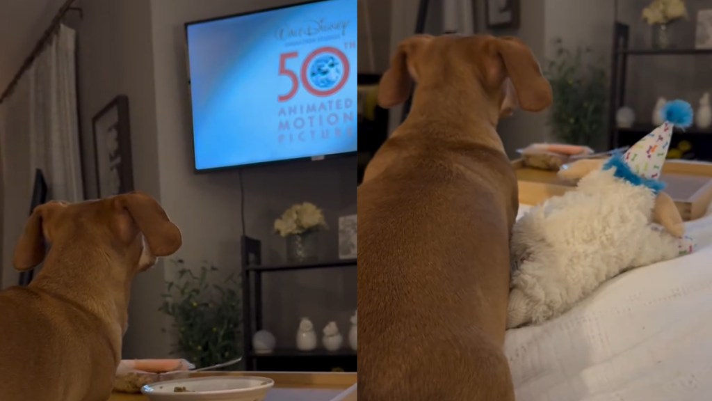 Video: Dog’s Movie Night Ritual in Bed Has the Perfect Ending