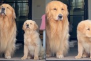 Video: Golden Retriever Siblings Go Viral for How Synchronized They Are