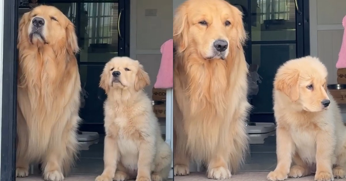 Video: Golden Retriever Siblings Go Viral for How Synchronized They Are