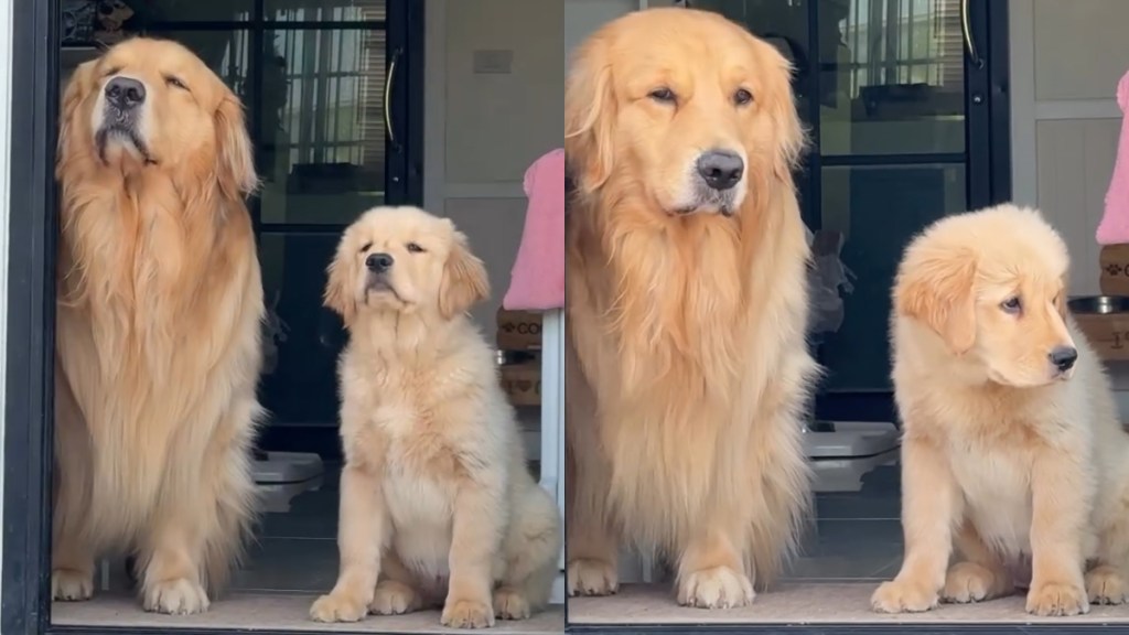 Video: Golden Retriever Siblings Go Viral for How Synchronized They Are