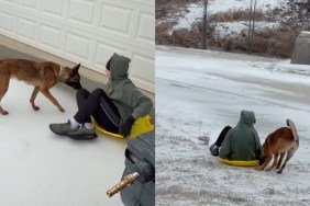 Dog is More than Eager to Help Owner Sled in Funny Video