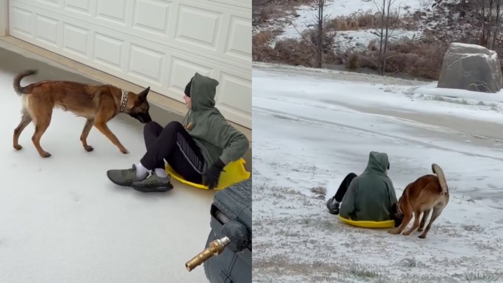 Dog is More than Eager to Help Owner Sled in Funny Video