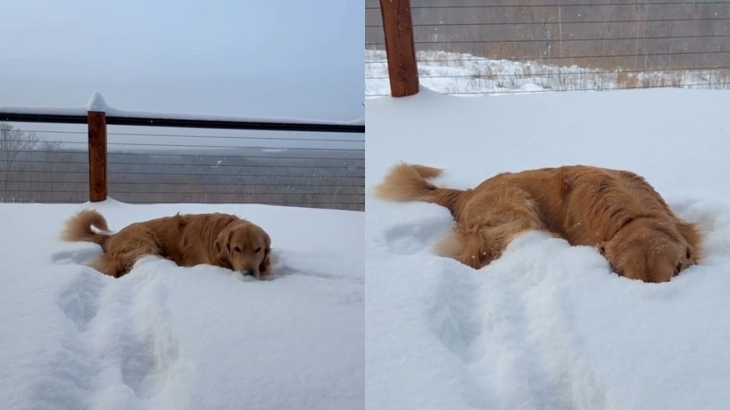 Video: Golden Retriever Sees Snow & Does Something Totally Unexpected