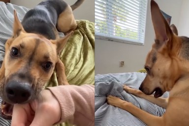 Video: Rescue Puppy Does This After Being Told His Favorite Movie Will Start Late
