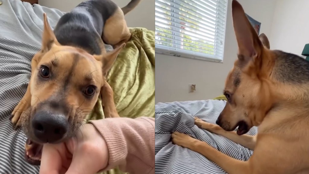 Video: Rescue Puppy Does This After Being Told His Favorite Movie Will Start Late
