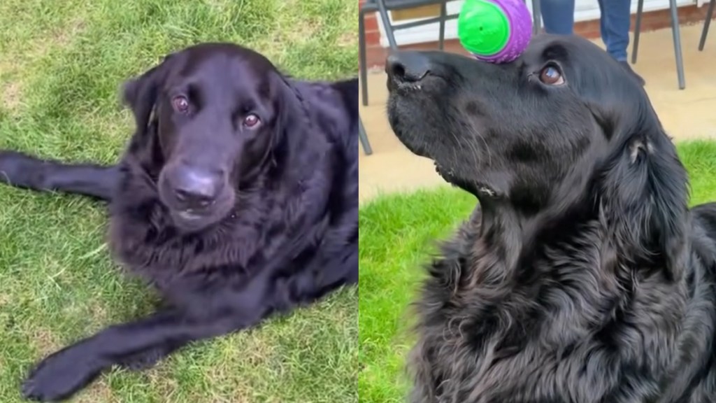 Video: Golden Retriever Takes ‘Roll Over’ a Little Too Seriously