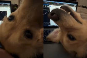 Video: Golden Retriever Interrupts Owner's 'Finals Week'