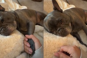 Video: Dog Demands His Hand Be Held During Naptime