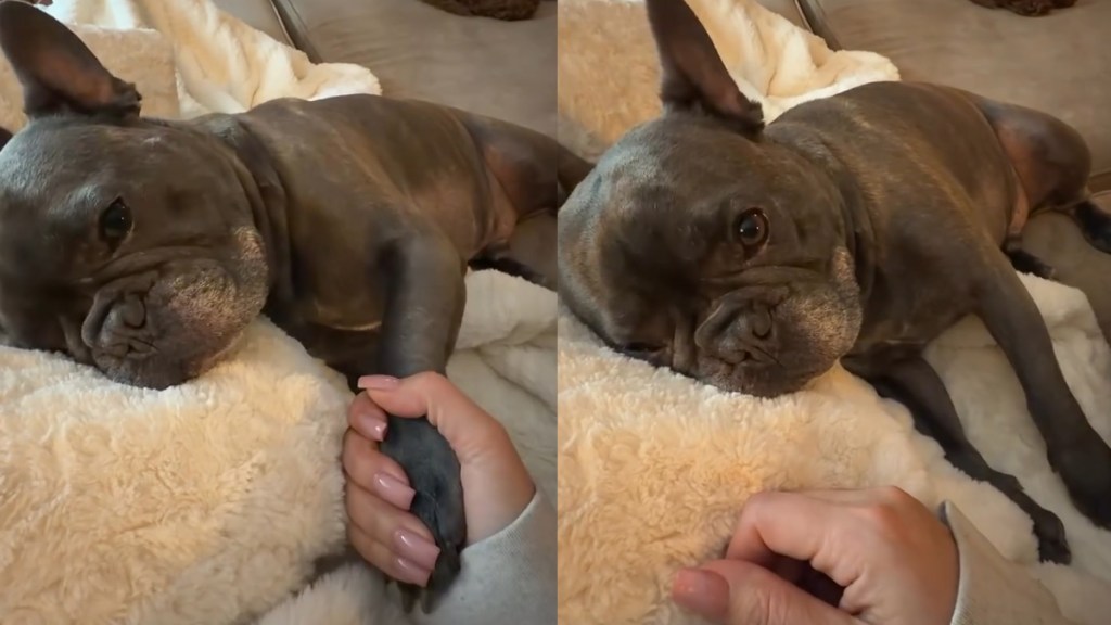 Video: Dog Demands His Hand Be Held During Naptime
