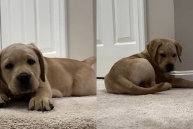 Video: Labrador Puppy Discovers Tail While Learning the Stairs