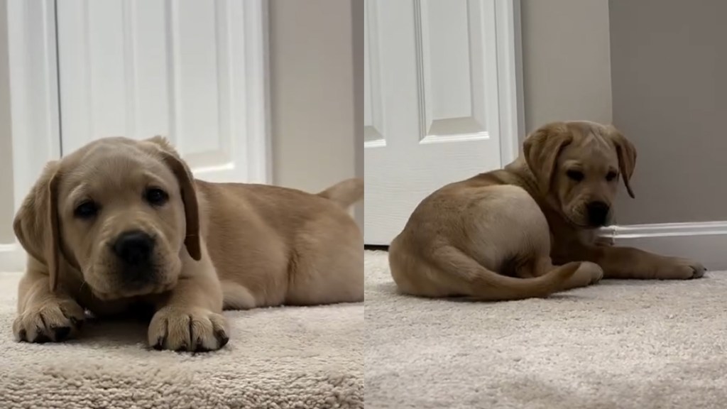 Video: Labrador Puppy Discovers Tail While Learning the Stairs