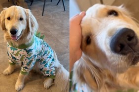 Video: Golden Retriever Beams With Joy as He Flaunts His Dino PJs