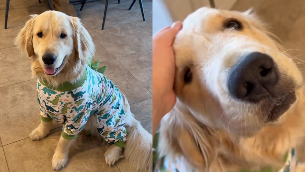 Video: Golden Retriever Beams With Joy as He Flaunts His Dino PJs