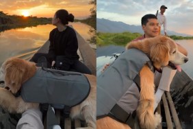 Video: Senior Golden Retriever Ride Enjoying a Boat Ride Will Make Your Day