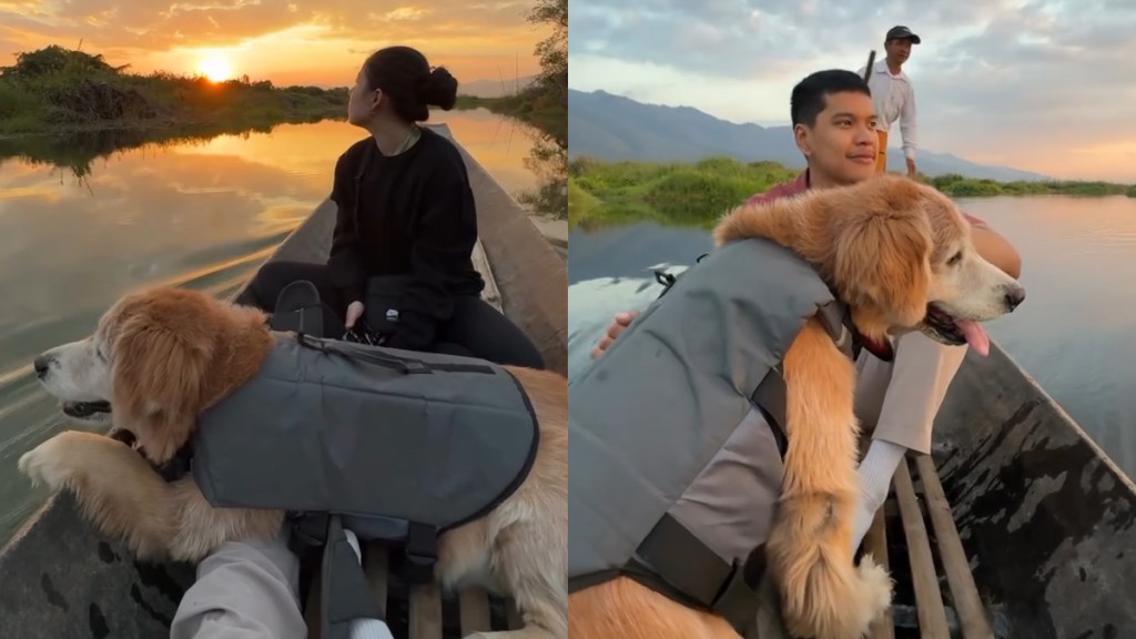 Video: Senior Golden Retriever Ride Enjoying a Boat Ride Will Make Your Day