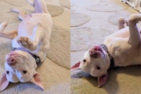 Video: Foster Dog Comes up With Her Own Unique Wiggle