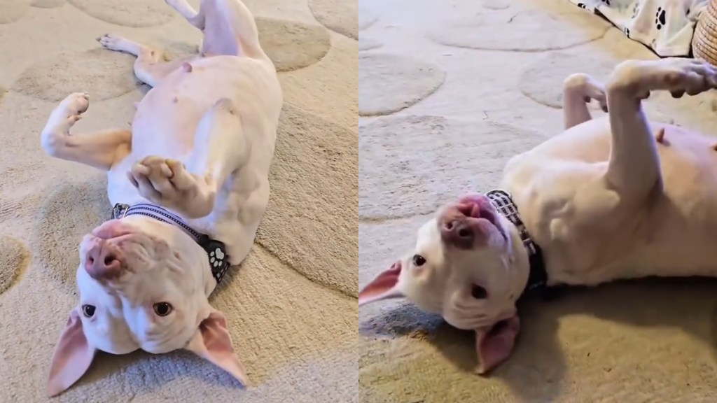 Video: Foster Dog Comes up With Her Own Unique Wiggle