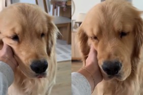Video: Golden Retriever Is 'Mushiest Baby' After Nap