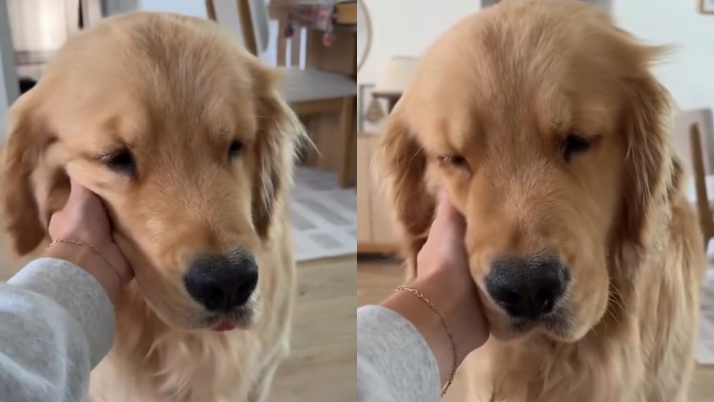 Video: Golden Retriever Is 'Mushiest Baby' After Nap