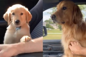 Video Shows Golden Retriever Never Grew Out of His Paw Gesture