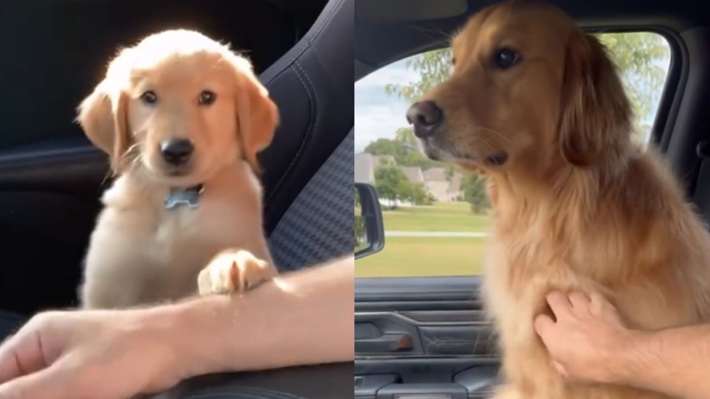Video Shows Golden Retriever Never Grew Out of His Paw Gesture