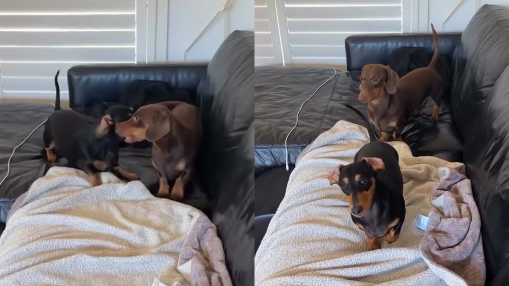 Video: Dog Siblings Stop Fighting the Moment They Hear the 'Magic Word'