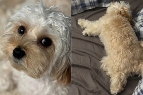 Video: Tiny Dog Throws a Fit After Dad Is Missing From Bed