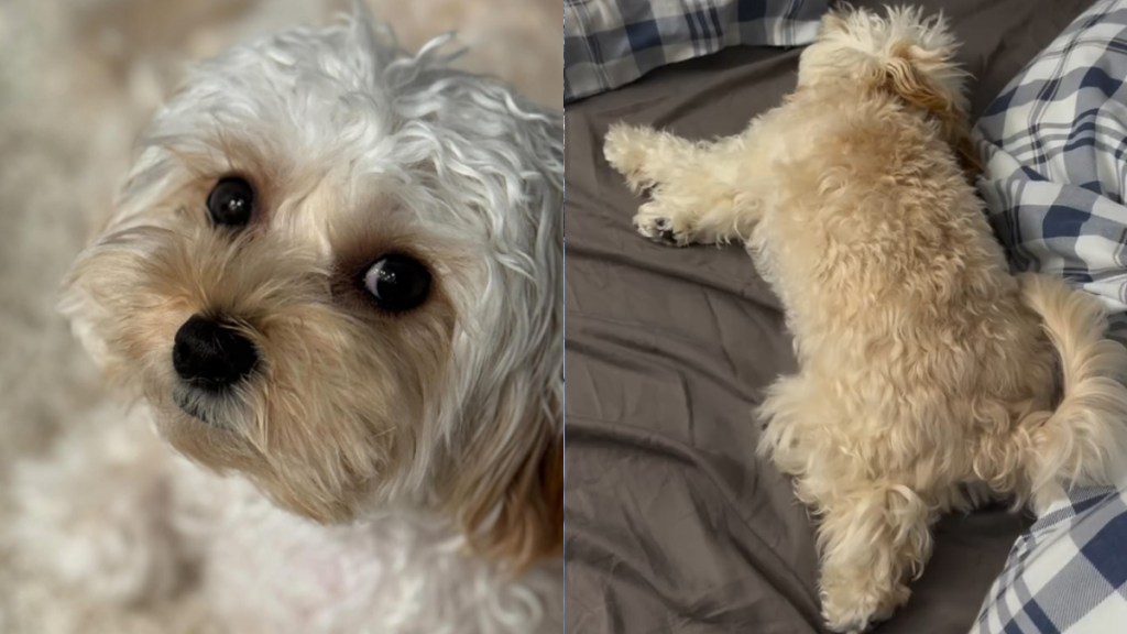 Video: Tiny Dog Throws a Fit After Dad Is Missing From Bed