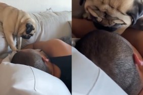 Dog Does This When Dad Forgot to Give Enough Attention