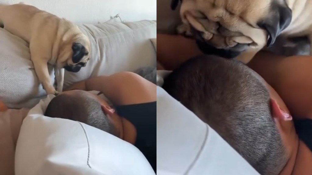 Dog Does This When Dad Forgot to Give Enough Attention