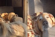 Golden Retriever Gets His Own Couch & Turns It Into His Favorite Spot