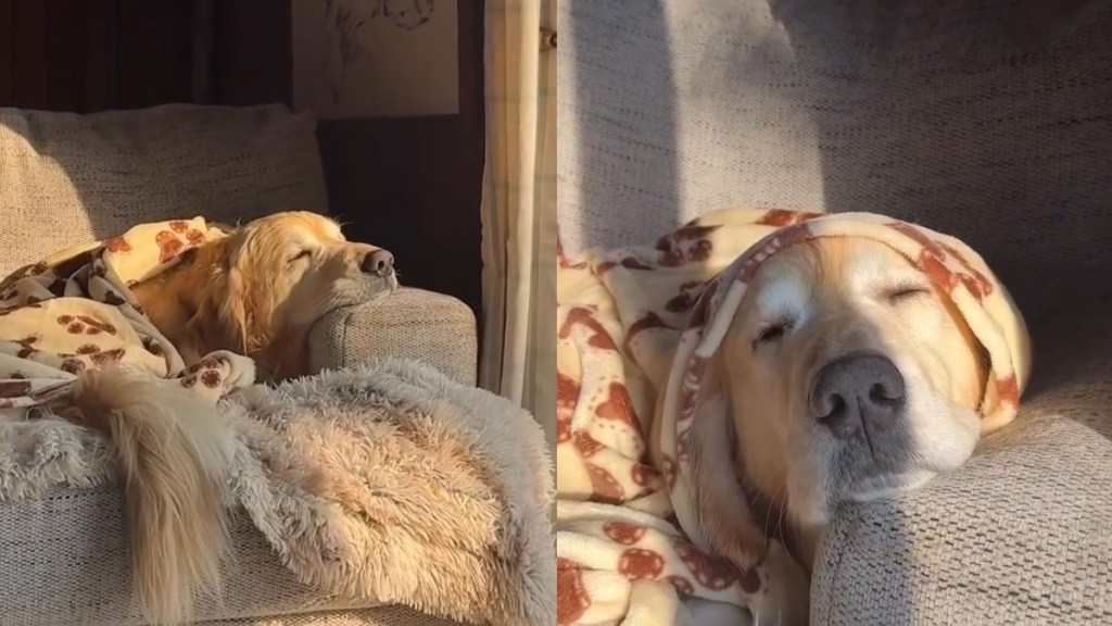 Golden Retriever Gets His Own Couch & Turns It Into His Favorite Spot