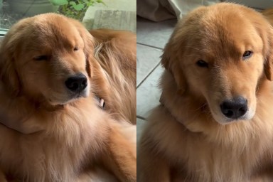 Video: Sleepy Golden Retriever Can’t Keep His Head Up