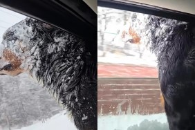 Video: Dog Makes Her Feelings About Snow Very, Very Clear