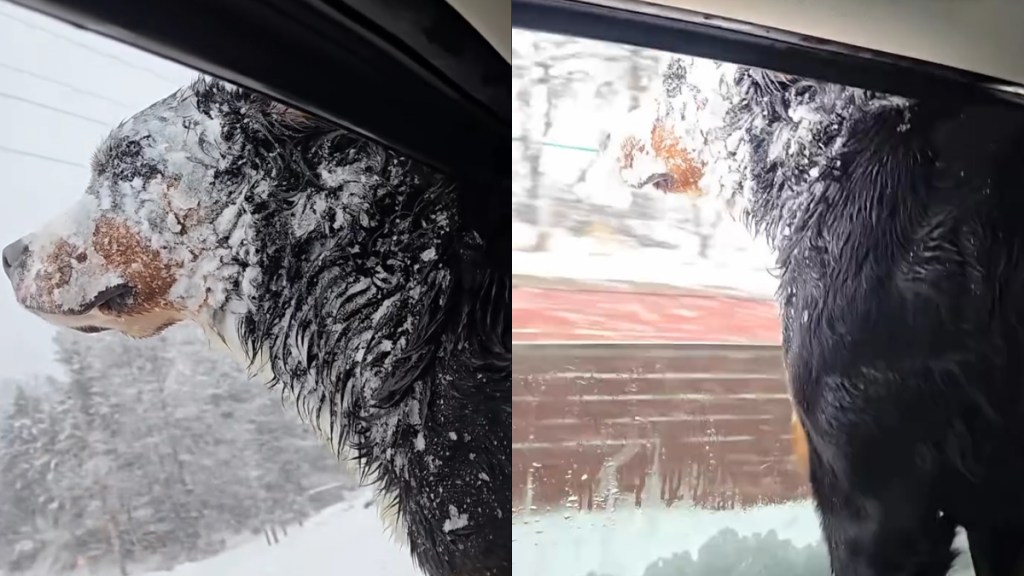Video: Dog Makes Her Feelings About Snow Very, Very Clear